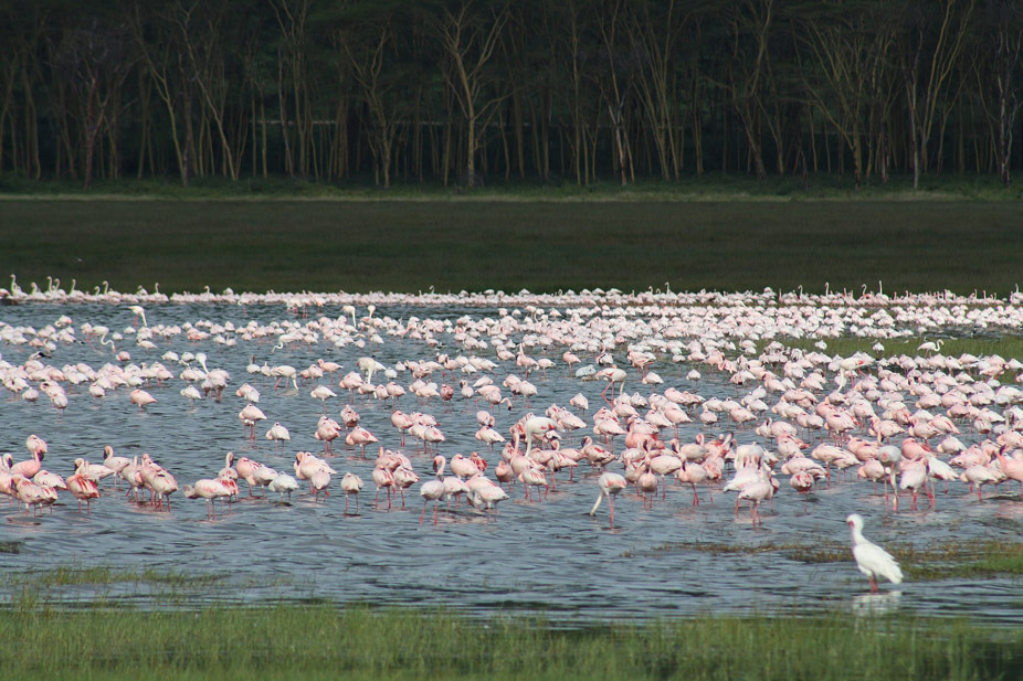 Flamencos en el lago Nakuru
