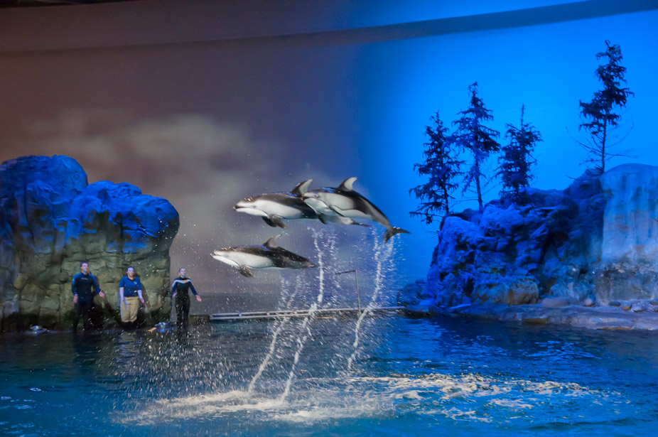 El Shedd Aquarium por dentro