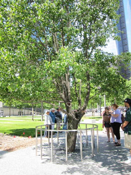 Árbol superviviente