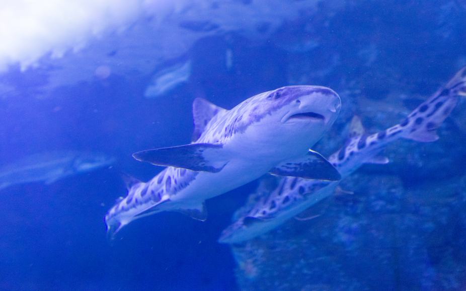 Acuario de la Bahía