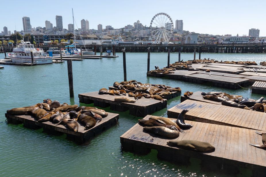 Pier 39 en San Francisco