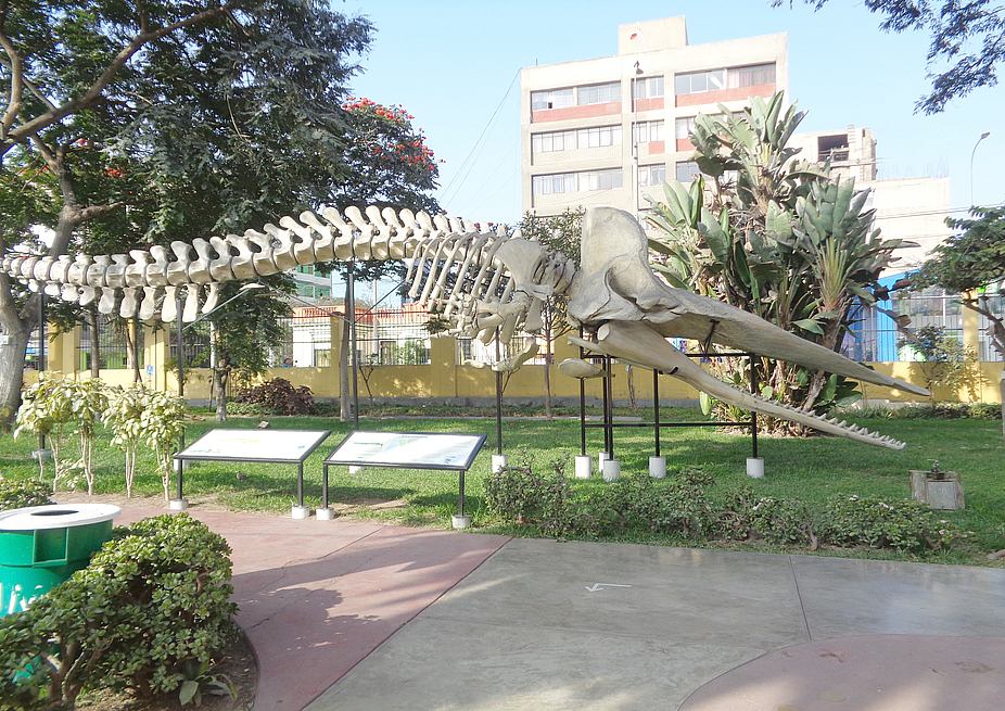 Museo de Historia Natural