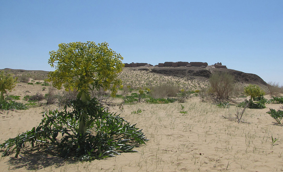 El desierto de Kyzyl Kum en Uzbekistán