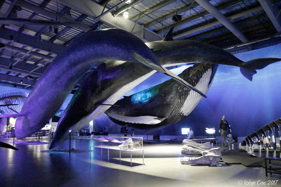 El Museo de las Ballenas de Reikiiavik