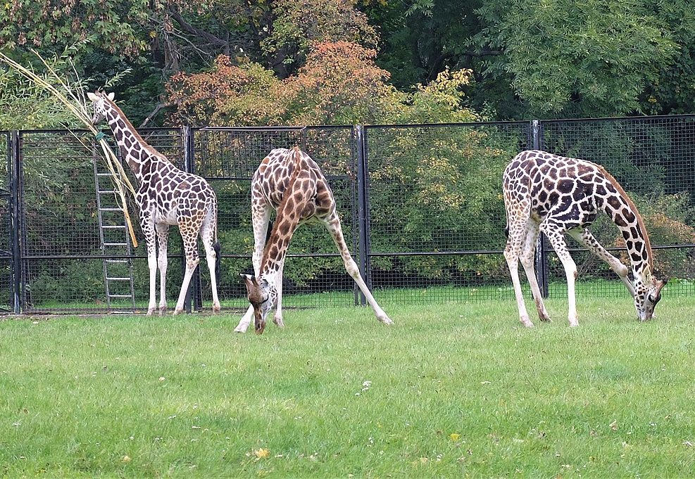 Jirafas en el Zoológico de Varsovia