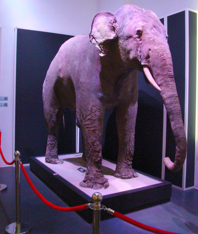 Museo Nacional de Historia Natural 'Grigore Antipa'